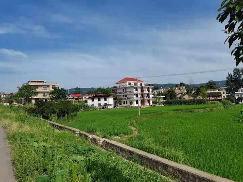 20210711774323981.jpg 图为石莲村水稻田及民居图片.JPG